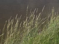 Elymus farctus ssp boreoatlanticus 8, Biestarwegras, Saxifraga-Willem van Kruisbergen