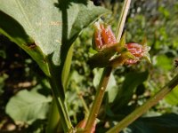 Emex spinosa 8, Saxifraga-Ed Stikvoort