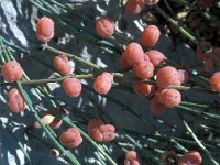 Ephedra foeminea 11, Saxifraga-Jan van der Straaten