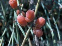 Ephedra foeminea 12, Saxifraga-Jan van der Straaten