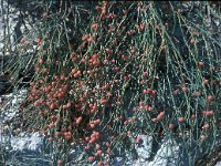 Ephedra foeminea 9, Saxifraga-Jan van der Straaten