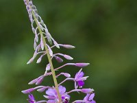 Epilobium angustifolium 44, Wilgenroosje, Saxifraga-Jan Nijendijk