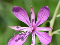 Epilobium dodonaei 8, Saxifraga-Sonja Bouwman  Epilobium dodonaei - Onagraceae familie