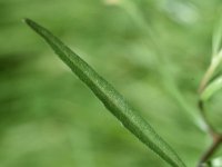 Epilobium dodonaei 9, Saxifraga-Sonja Bouwman  Epilobium dodonaei - Onagraceae familie