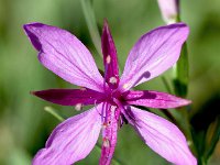 Epilobium fleischeri 24, Saxifraga-Sonja Bouwman  Fleischers wilgenroosje - Epilobium fleischeri - Onagraceae familie; S-Charl (Zw)