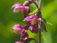 Epipactis atrorubens 30, Bruinrode wespenorchis, Saxifraga-Hans Dekker