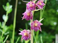 Epipactus atrorubens 35, Bruinrode wespenorchis, Saxifraga-Tom Heijnen