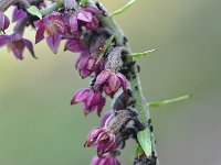 Epipactus atrorubens 37, Bruinrode wespenorchis, Saxifraga-Tom Heijnen