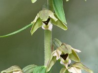 Epipactis helleborine 106, Brede wespenorchis, Saxifraga-Tom Heijnen