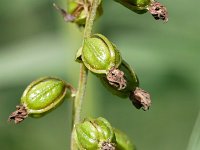 Epipactis helleborine 107, Brede wespenorchis, Saxifraga-Tom Heijnen