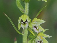 Epipactis helleborine ssp neerlandica 100, Duinwespenorchis, Saxifraga-Hans Dekker