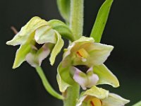 Epipactis helleborine ssp neerlandica 101, Duinwespenorchis, Saxifraga-Hans Dekker