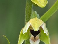 Epipactis helleborine ssp neerlandica 99, Duinwespenorchis, Saxifraga-Hans Dekker