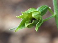 Epipactis leptochila 4, Saxifraga-Hans Dekker