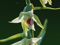 Epipactis muelleri 17, Geelgroene wespenorchis, Saxifraga-Hans Dekker