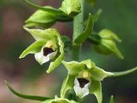 Epipactis muelleri 18, Geelgroene wespenorchis, Saxifraga-Hans Dekker