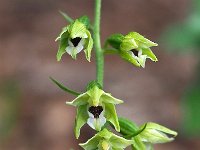 Epipactis muelleri 19, Geelgroene wespenorchis, Saxifraga-Hans Dekker