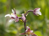 Epipactis palustris 119, Moeraswespenorchis, Saxifraga-Jan Nijendijk