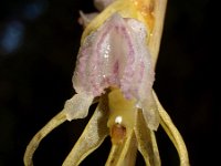 Epipogium aphyllum, Ghost Orchid