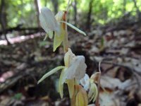 Epipogium aphyllum 10, Spookorchis, Saxifraga-Ed Stikvoort