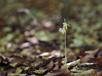 Epipogium aphyllum 9, Spookorchis, Saxifraga-Hans Dekker