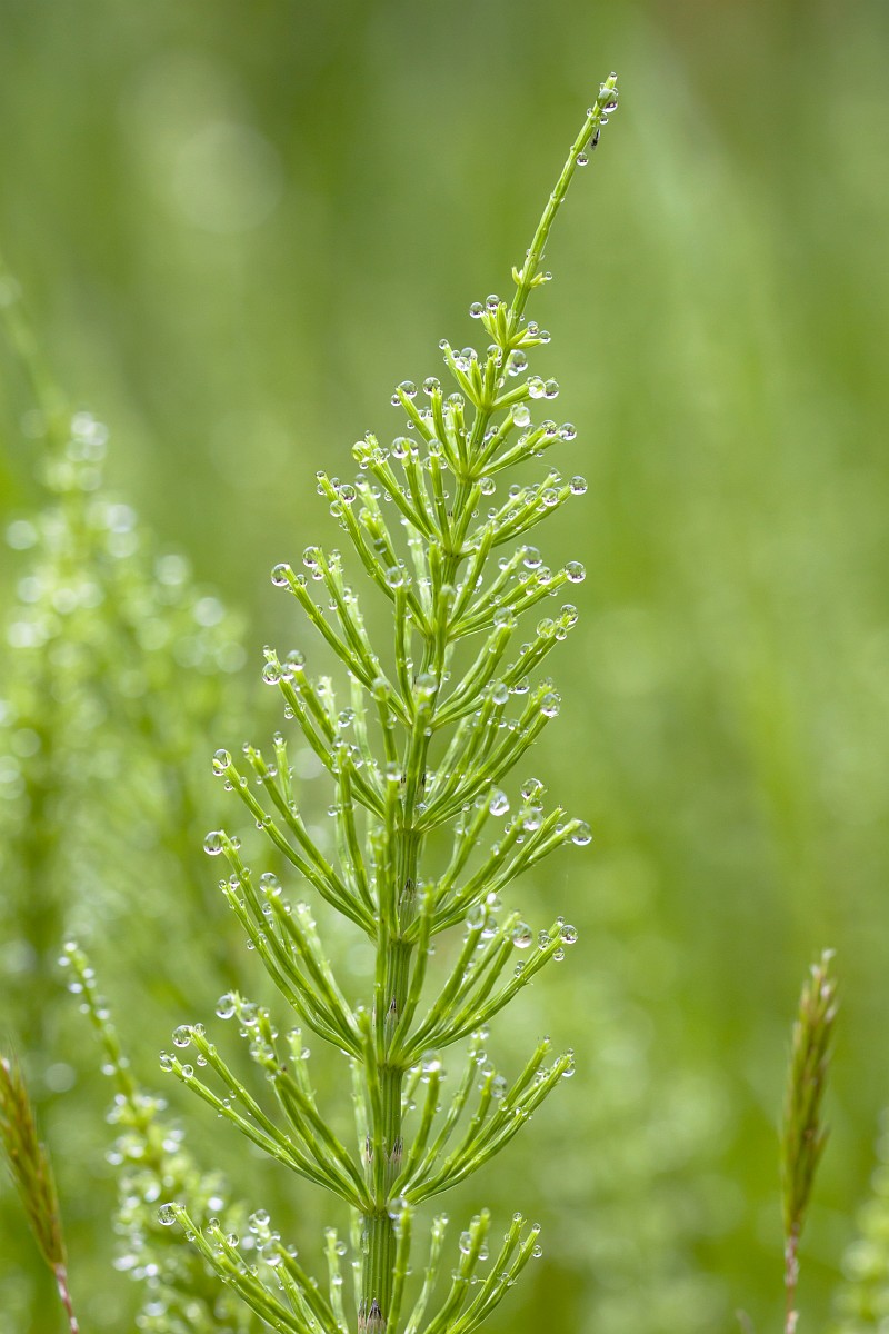 equisetum arvense