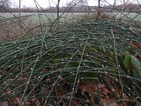 Equisetum hyemale 42, Schaafstro, Saxifraga-Ed Stikvoort