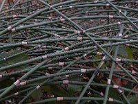 Equisetum hyemale 43, Schaafstro, Saxifraga-Ed Stikvoort