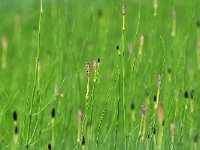 Equisetum palustre 32, Lidrus, Saxifraga-Tom Heijnen