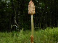 Equisetum sylvaticum 44, Bospaardenstaart, Saxifraga-Ed Stikvoort : Pierre de Haute s9900
