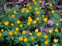 Eranthis hyemalis 38, Winterakoniet, Saxifraga-Luuk Vermeer