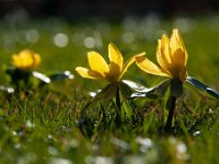 Eranthis hyemalis 47, Winterakoniet, Saxifraga-Luuk Vermeer