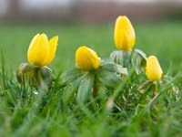 Eranthis hyemalis 49, Winterakoniet, Saxifraga-Luuk Vermeer