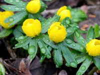 Eranthis hyemalis 50, Winterakoniet, Saxifraga-Bart Vastenhouw