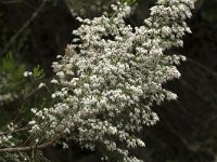 Erica arborea 27, Saxifraga-Willem van Kruijsbergen