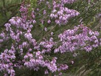 Erica australis 26, Saxifraga-Willem van Kruijsbergen