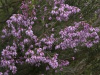 Erica australis 27, Saxifraga-Willem van Kruijsbergen