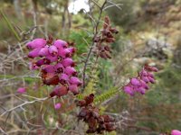 Erica ciliaris