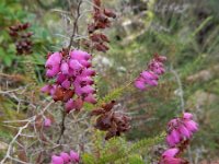 Erica ciliaris 2, Wimperdophei, Saxifraga-Ed Stikvoort