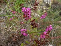 Erica ciliaris 3, Wimperdophei, Saxifraga-Ed Stikvoort