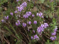 Erica cinerea 22, Rode dophei, Saxifraga-Willem van Kruijsbergen