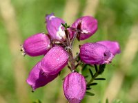 Erica cinerea 24, Rode dophei, Saxifraga-Sonja Bouwman  1076. Rode dophei - Erica cinerea - Ericaceae familie (i) Soesterberg