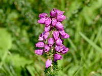 Erica cinerea 25, Rode dophei, Saxifraga-Sonja Bouwman  1076. Rode dophei - Erica cinerea - Ericaceae familie (i)