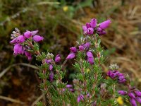 Erica cinerea 29, Rode dophei, Saxifraga-Ed Stikvoort : veengebied Connamara s9900