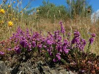 Erica cinerea 30, Rode dophei, Saxifraga-Ed Stikvoort : ZW van Cordiñanes de Valdeón s9900