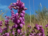 Erica cinerea 31, Rode dophei, Saxifraga-Ed Stikvoort : ZW van Cordiñanes de Valdeón s9900