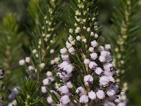 Erica lusitanica 6, Saxifraga-Willem van Kruijsbergen