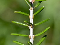 Erica manipuliflora