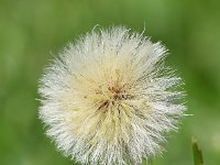 Erigeron acris 64, Scherpe fijnstraal, Saxifraga-Sonja Bouwman  787. Scherpe fijnstraal - Erigeron acris - Asteraceae familie (i)