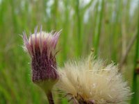 Erigeron acer 1, Scherpe fijnstraal, Saxifraga-Rutger Barendse